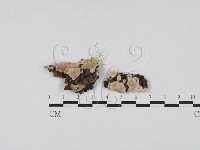 附毛菌屬藏品圖，第3張