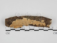 容氏菌屬藏品圖，第1張