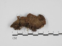 登錄號:F0027771藏品圖，第3張