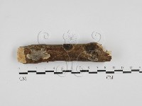 登錄號:F0027772藏品圖，第1張