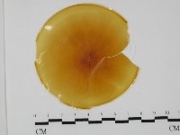 登錄號:F0027775藏品圖，第1張