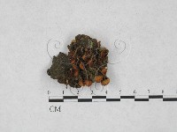 登錄號:F0027781藏品圖，第1張