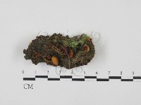 登錄號:F0027782藏品圖，第3張
