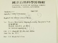 冇骨消絲齒菌藏品圖，第2張