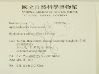 冇骨消絲齒菌藏品圖，第2張