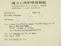 韌革菌屬藏品圖，第2張