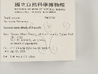 蠔韌革菌藏品圖，第2張