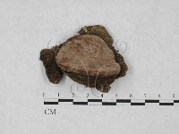 靈芝屬藏品圖，第1張