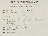 韌革菌屬藏品圖，第2張