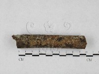 刺革菌屬藏品圖，第1張