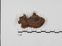 小孔菌屬藏品圖，第1張