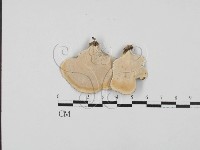 小孔菌屬藏品圖，第3張