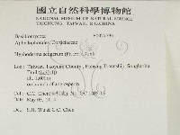 剛毛絲皮菌藏品圖，第2張