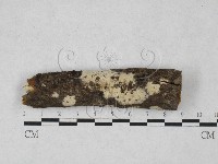 剛毛絲皮菌藏品圖，第1張