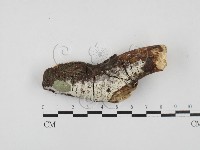 絲齒菌屬藏品圖，第1張