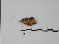 多孔菌屬藏品圖，第3張