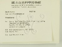 小皮傘屬藏品圖，第2張