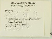 絲齒菌屬藏品圖，第2張