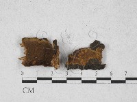 登錄號:F0027806藏品圖，第1張