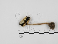 登錄號:F0027807藏品圖，第1張