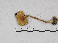 登錄號:F0027807藏品圖，第3張