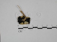 登錄號:F0027807藏品圖，第4張