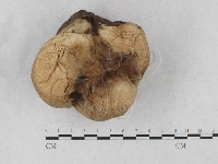 紫色禿馬勃藏品圖，第1張