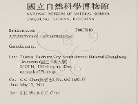 靈芝屬藏品圖，第2張