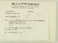 四孢蘑菇藏品圖，第2張