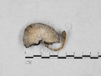 四孢蘑菇藏品圖，第1張