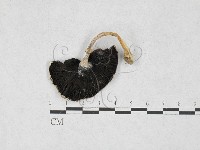 四孢蘑菇藏品圖，第3張