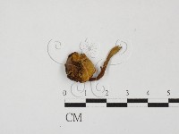登錄號:F0027813藏品圖，第1張