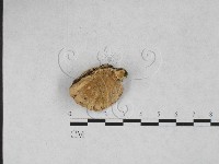 登錄號:F0027815藏品圖，第1張