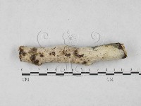 絲皮菌屬藏品圖，第1張
