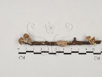 登錄號:F0027822藏品圖，第1張