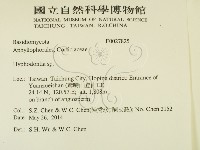 絲齒菌屬藏品圖，第2張