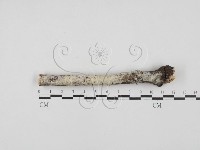 絲齒菌屬藏品圖，第1張