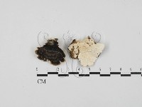 雲芝藏品圖，第1張