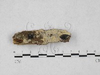 登錄號:F0027833藏品圖，第1張