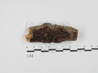 木層孔菌屬藏品圖，第1張