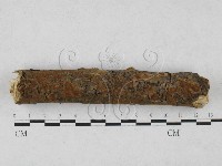 刺革菌屬藏品圖，第1張