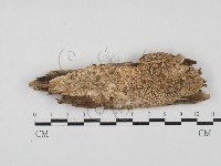 登錄號:F0027846藏品圖，第1張