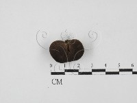 登錄號:F0027848藏品圖，第1張