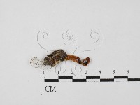 登錄號:F0027849藏品圖，第1張