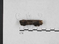 登錄號:F0027852藏品圖，第1張