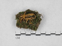 登錄號:F0027858藏品圖，第1張