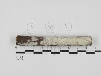 絲齒菌屬藏品圖，第1張