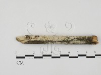 絲齒菌屬藏品圖，第1張