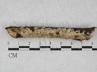 筍殼菌屬藏品圖，第1張