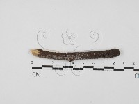 登錄號:F0027865藏品圖，第1張